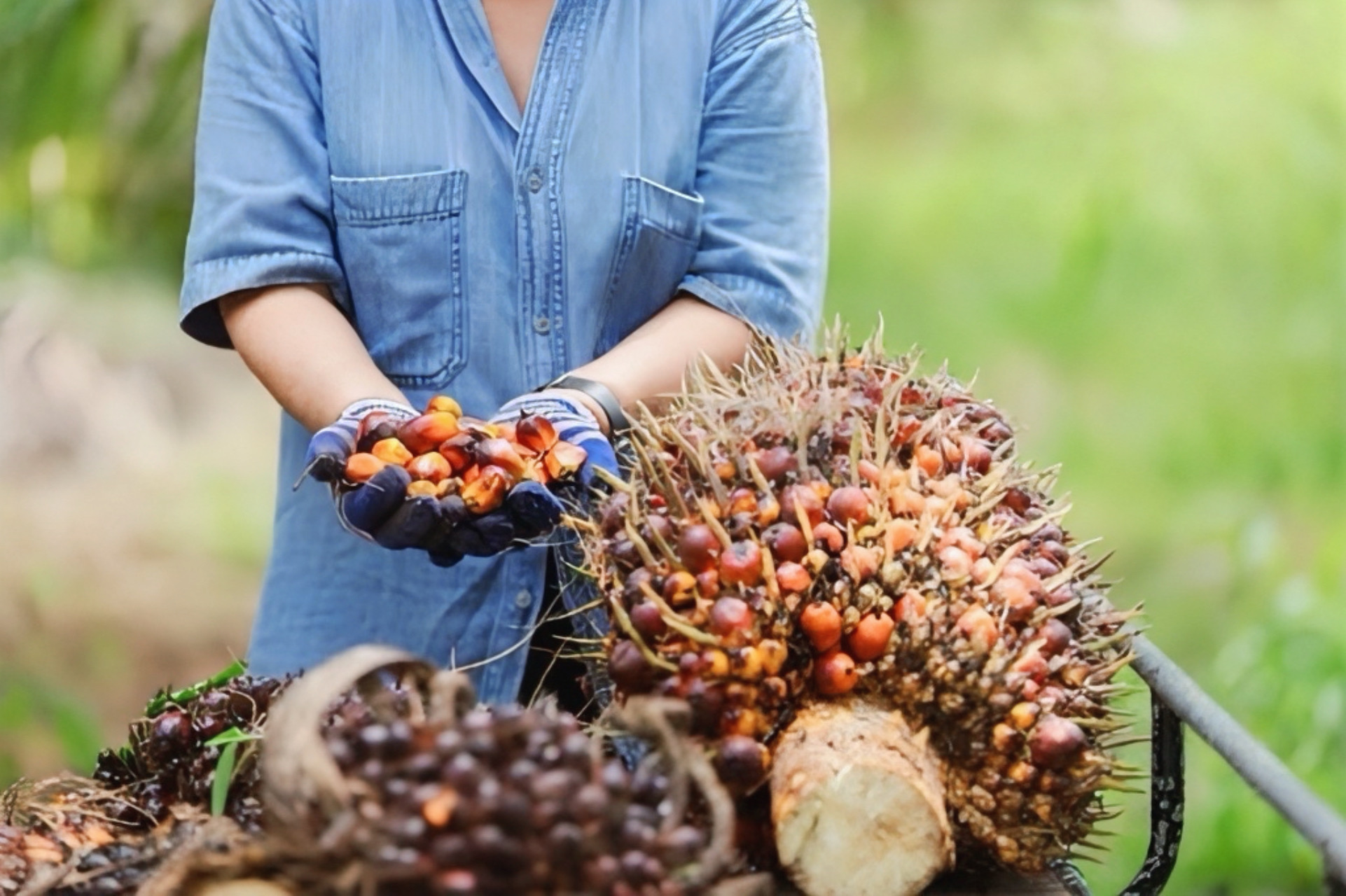 Ekspor Sawit, Kakao, dan Karet Bebas dari Tarif 19% AS