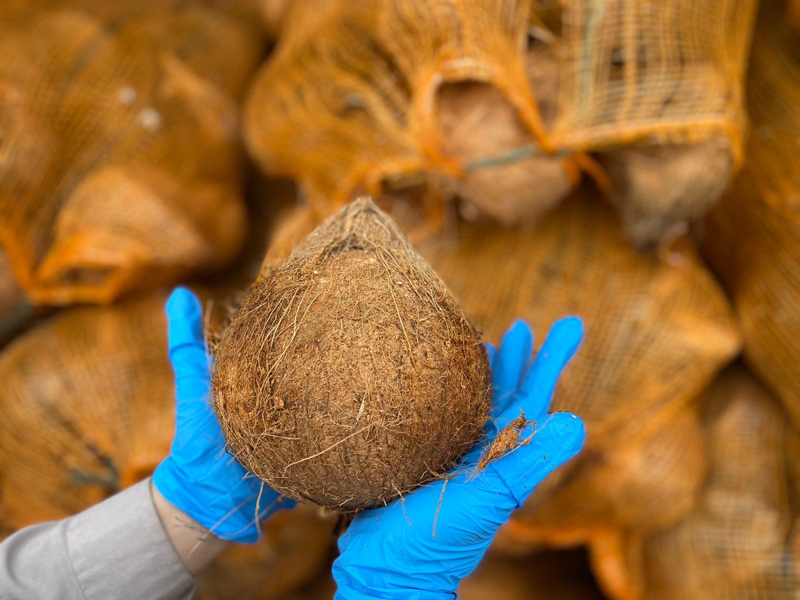 Jelang Lebaran 2026, Kemendag Tegaskan Ekspor Kelapa Tidak Dihentikan