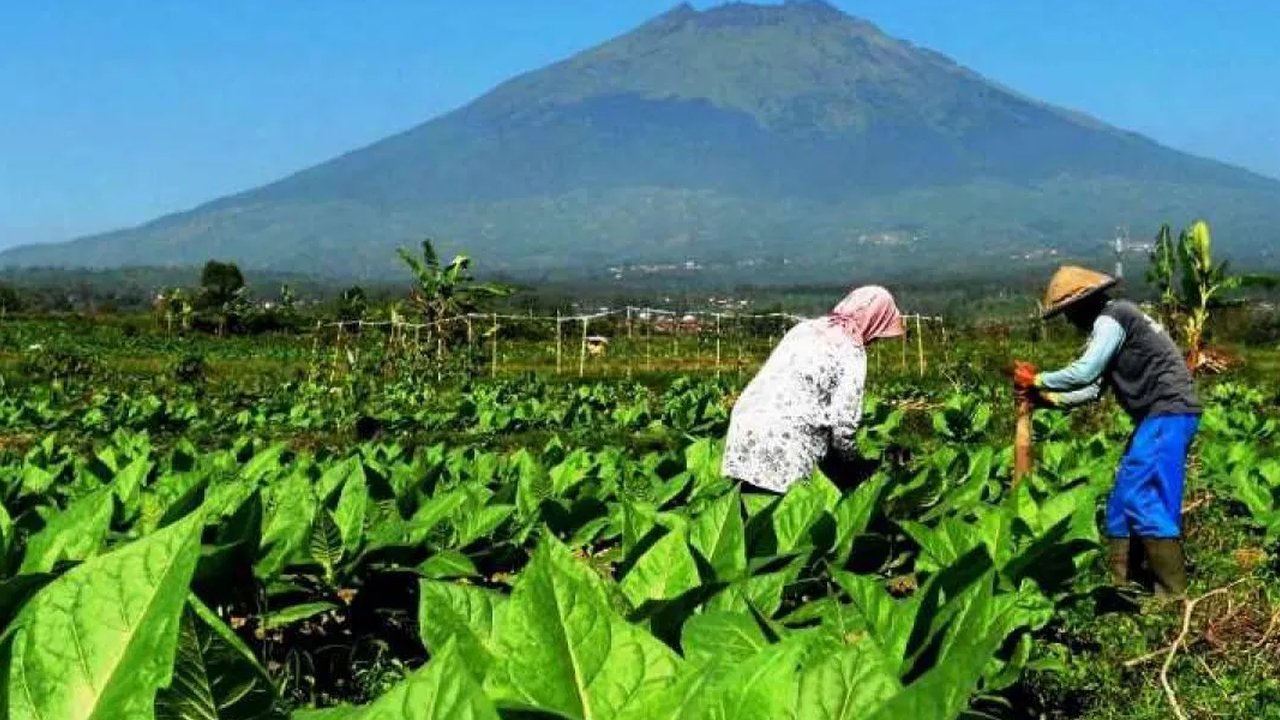 Industri Tembakau Soroti Dampak Kemasan Polos terhadap Investasi