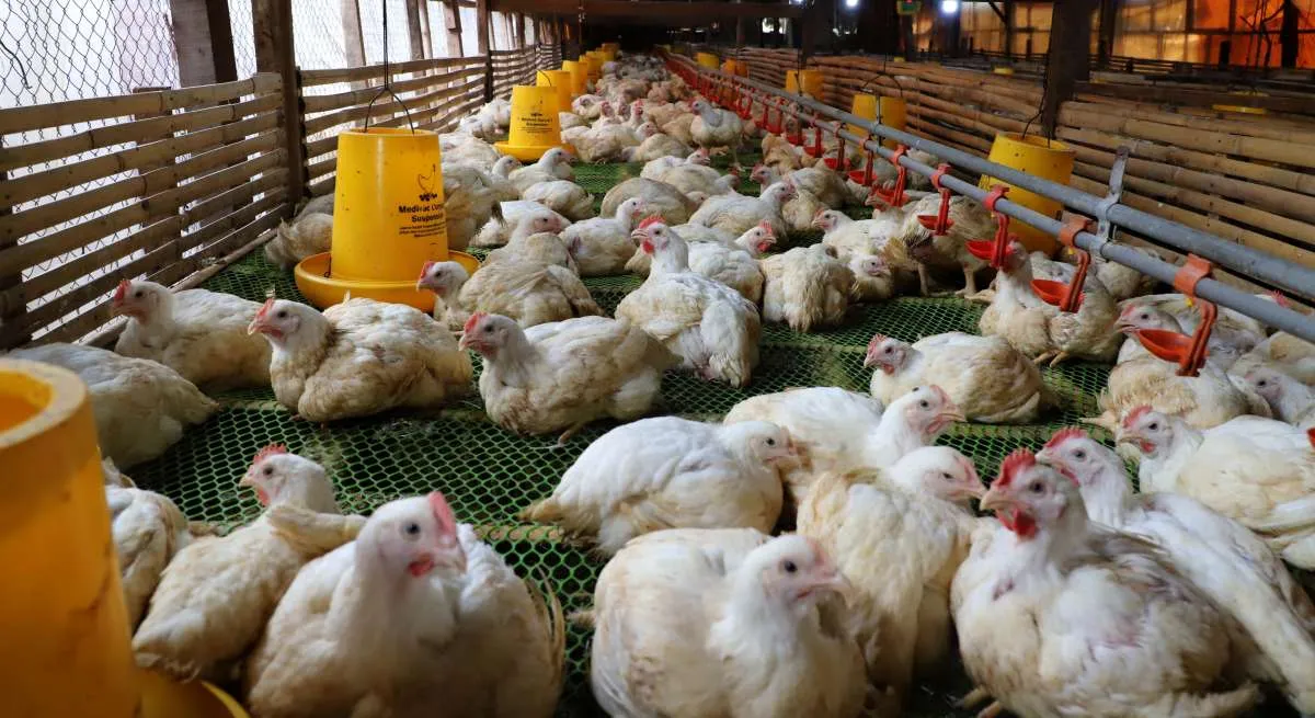 Harga Ayam di Pasaran Naik, Peternak Ungkap Kondisi Terkininya
